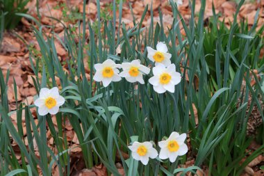 Çiçek tarhında açan beyaz nergisler