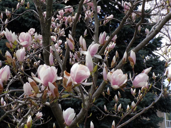 Magnolia Árvore Florescente Com Flores — Fotografia de Stock