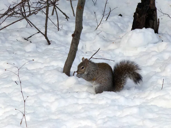 Grauhörnchen Auf Schnee — Stockfoto