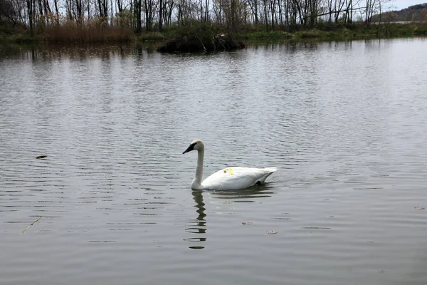 Swan Het Wateroppervlak — Stockfoto