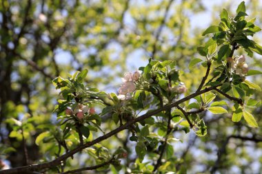 elma ağacının açan beyaz çiçekleri