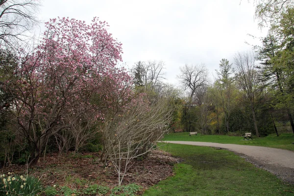 Wiosenny Krajobraz Kwitnącym Drzewem Parku — Zdjęcie stockowe