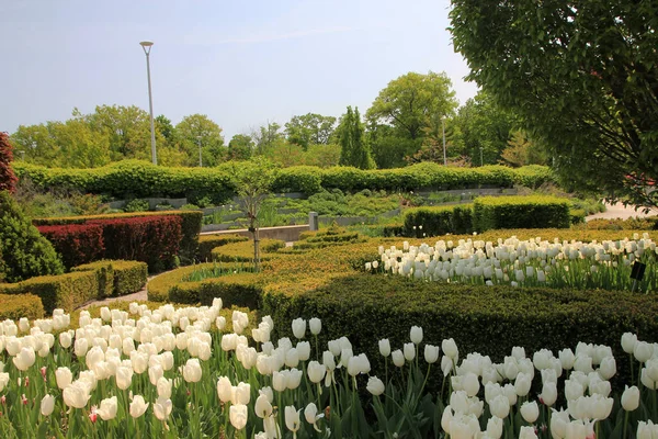 Vårlandskap Med Blommande Tulpaner Parken — Stockfoto
