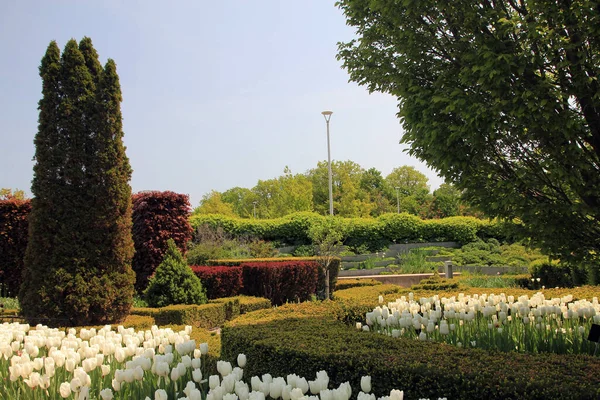 Vårlandskap Med Blommande Blommor Parken — Stockfoto