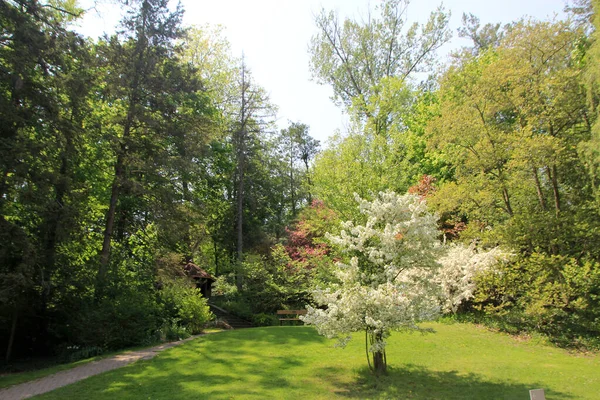 Tavaszi Táj Virágzó Fával Parkban — Stock Fotó
