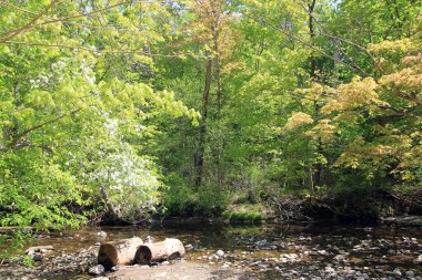 Ormandaki nehirle bahar manzarası