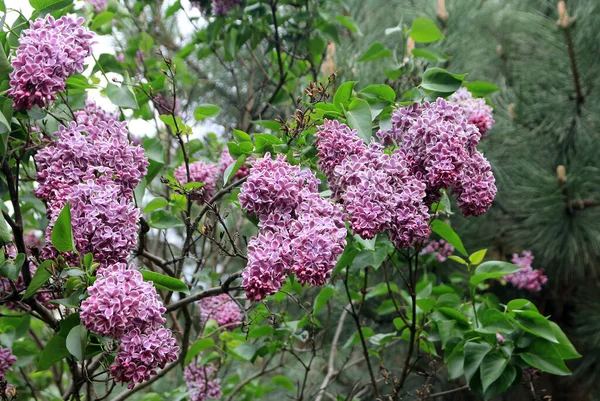粉红丁香开花的枝条 — 图库照片