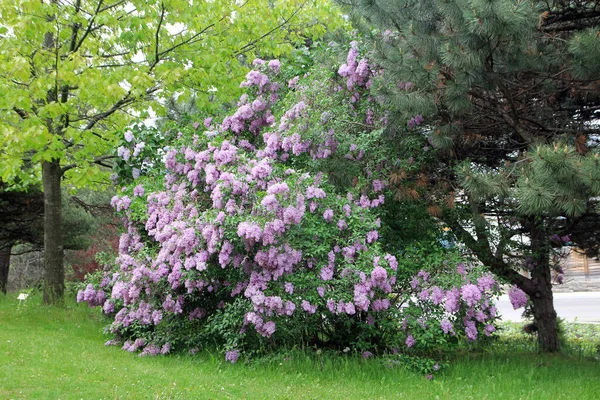 stock image Blooming bush of pink lilac