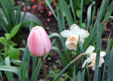 Çiçekli pembe lale ve nergisler