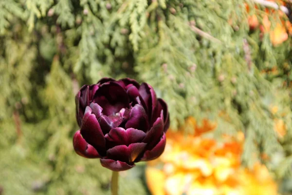 Kvetoucí Tmavě Červený Tulipán — Stock fotografie