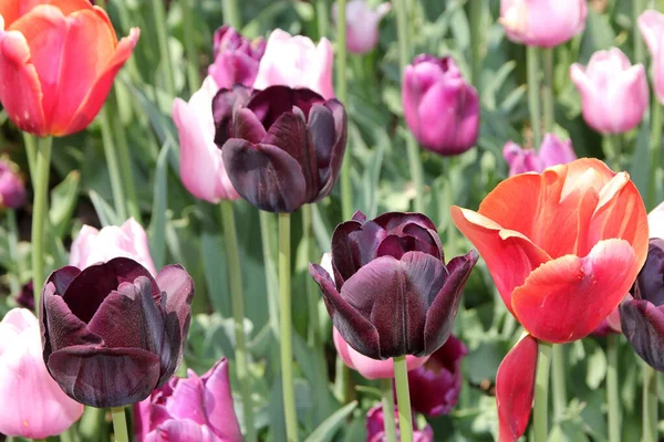 Цветущая Разноцветная Клумба Тюльпанов — стоковое фото