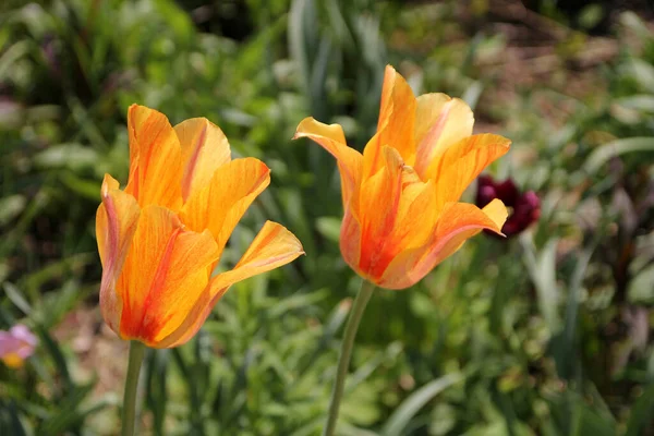 Dva Rozkvetlé Oranžové Tulipány — Stock fotografie