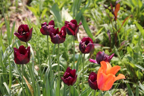 Kvetoucí Tmavě Červené Tulipány — Stock fotografie