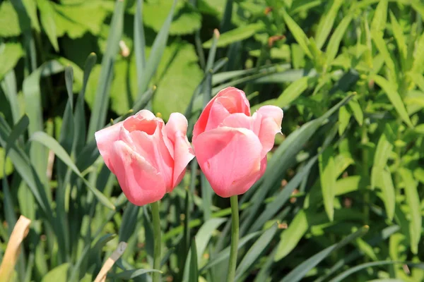Цветущие Розовые Тюльпаны — стоковое фото