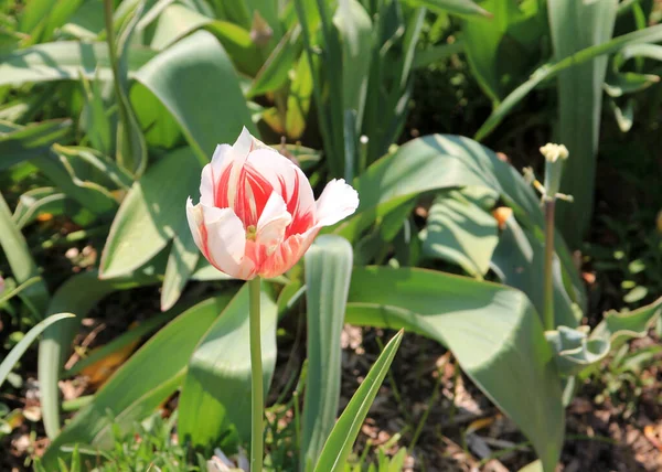 Kvetoucí Tulipán Květinové Záhoně — Stock fotografie