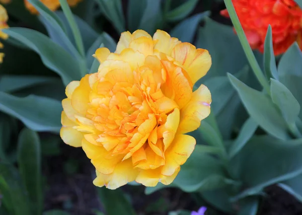 Kvetoucí Žlutý Tulipán Tmavém Pozadí — Stock fotografie