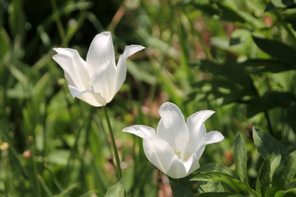 Dwa Białe Kwitnące Tulipany — Zdjęcie stockowe