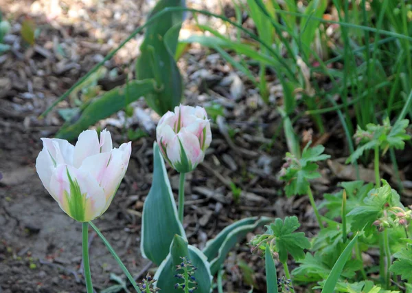 Çiçek Tarhında Açan Beyaz Laleler — Stok fotoğraf