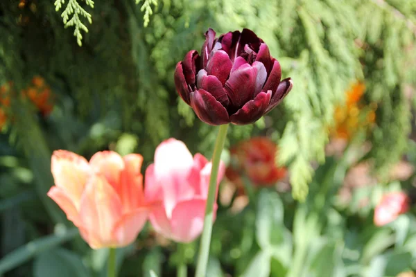 Bloomingdark Červený Tulipán Květinové Záhoně — Stock fotografie