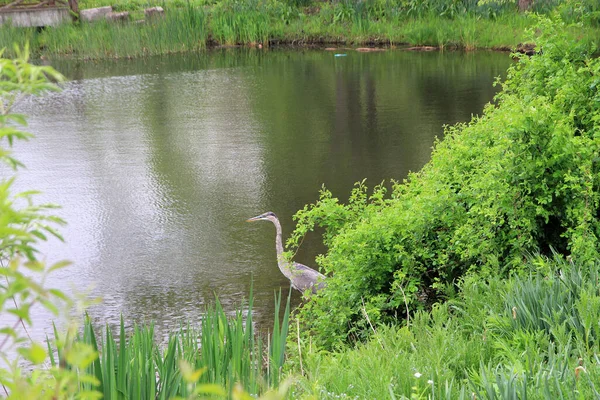 池の上の大きな灰色のサギ — ストック写真