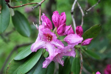 Çiçek açan pembe rhododendron çiçekleri