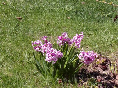 Çimlerde pembe sümbüller