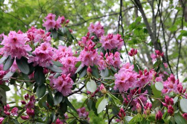 Çalılıklarda açan pembe rhododendron çiçekleri