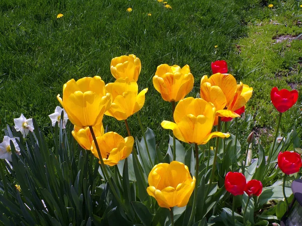Цветущие Желтые Тюльпаны Клумбе — стоковое фото