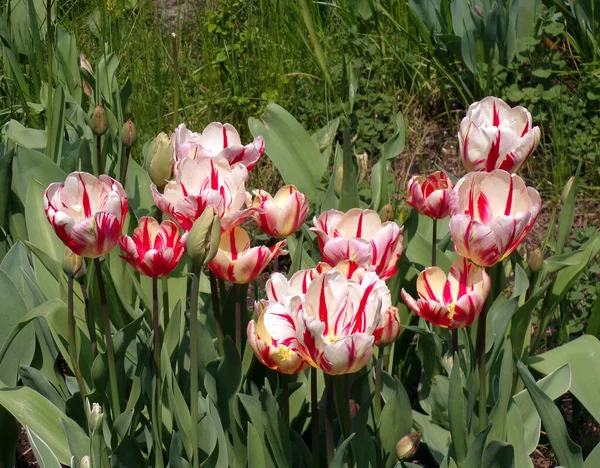 Kvetoucí Barevné Tulipány Květinové Záhoně — Stock fotografie