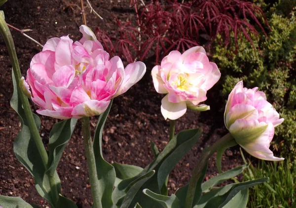 Цветущие Розовые Тюльпаны Клумбе — стоковое фото