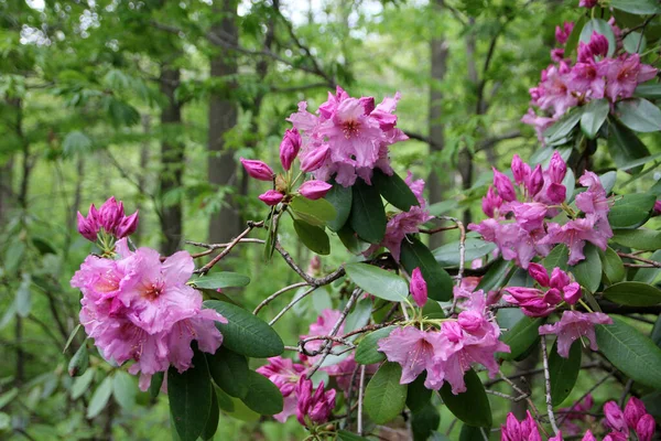Blooming Pink Rhododendron Flowers — Stock Photo, Image
