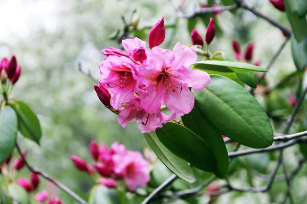 Kwitnące Różowe Kwiaty Rododendron — Zdjęcie stockowe