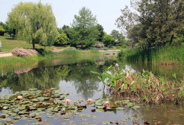 Park gölü olan yaz manzarası