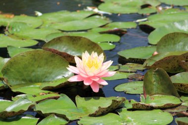 Su yüzeyinde pembe lotus