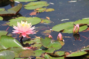 Su yüzeyinde pembe lotus