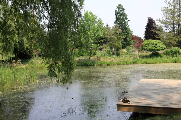 Sommerlandschaft Mit Teich Park — Stockfoto