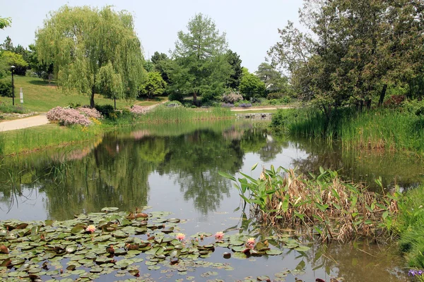 公園内の池に浮かぶ夏の風景 — ストック写真