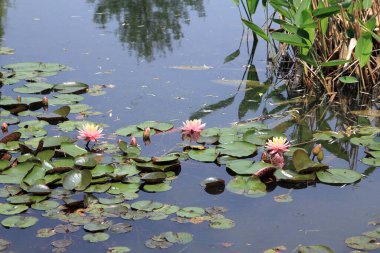 Su yüzeyinde pembe lotus