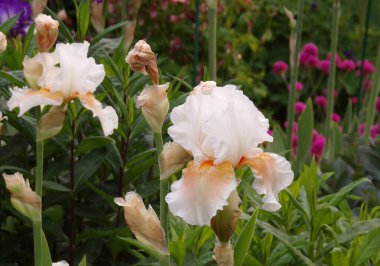 Çiçek tarhında çiçek açan göz