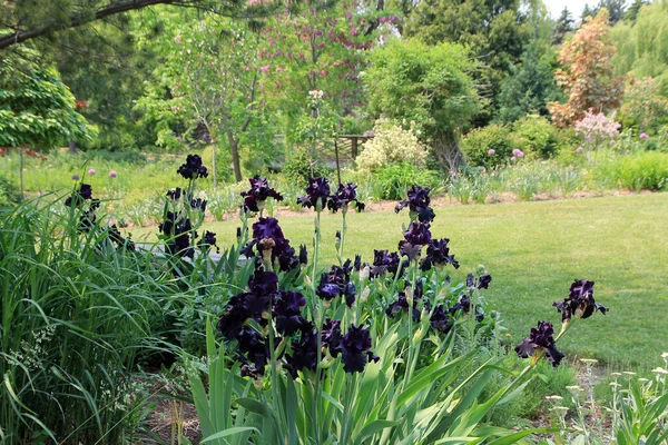 Blooming Dark Violet Iriess Garden — Stock Photo, Image