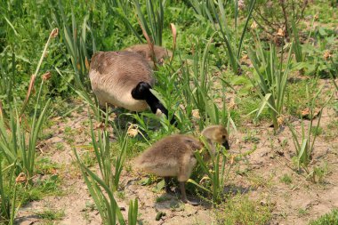 Göl kıyısındaki kaz ailesi