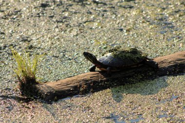 Su kaplumbağası gölde odun üstünde