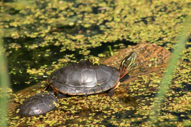 Havuzda su kaplumbağaları