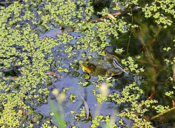 大きな緑のカエルが水の中に座って — ストック写真