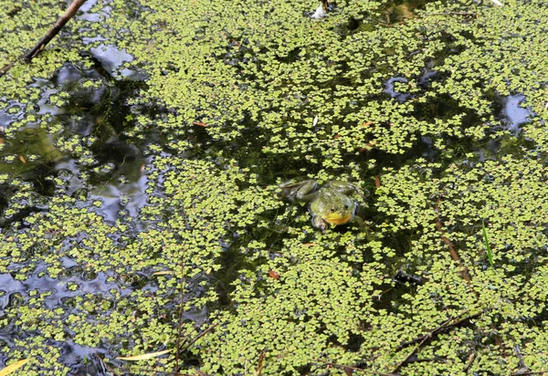 Big Green Frog Sitting Water — Stock Photo, Image