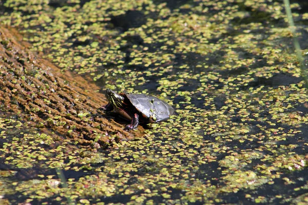 水龟在池塘里的原木上 — 图库照片