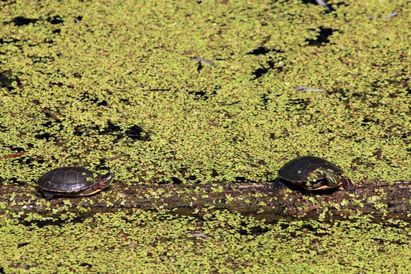 Wasserschildkröten Teich — Stockfoto
