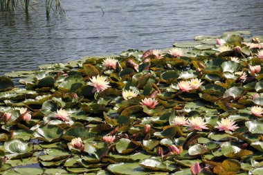 Su yüzeyinde çiçek açan pembe nilüferler
