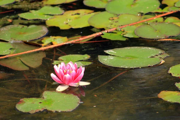 Pink Lotus Water Surface — Stock Photo, Image