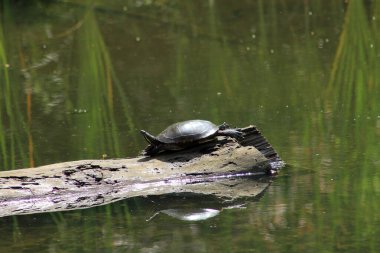 Gölette su kaplumbağası kütüğü